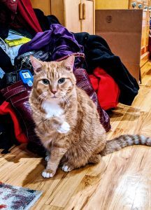 Tips on grooming from Carol's cats