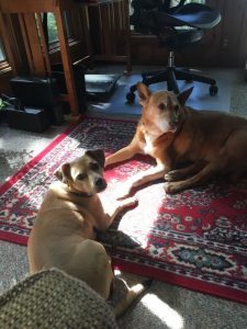 two dogs