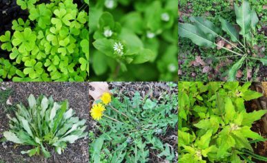 edible weeds
