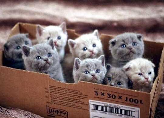 free-kittens-in-the-box