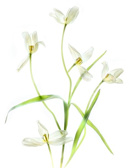 Tulips that Were © Harold Davis