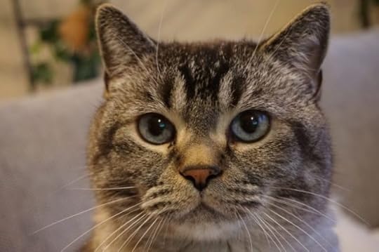 cat-pain-face