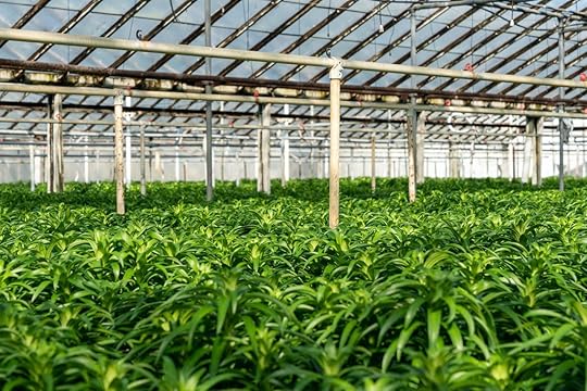 Rows of Easter lily plants