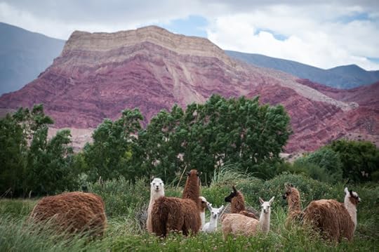 Llamas, Humahuaca, Argentina