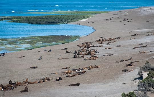 Sea lions, Península Valdés, Argentina