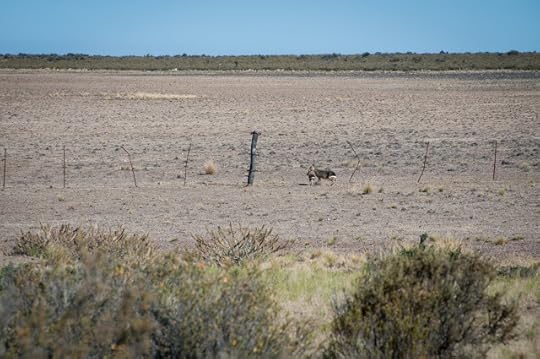 Patagonian mara, Península Valdés, Argentina