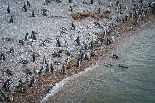Penguins, Punta Tombo, Argentina