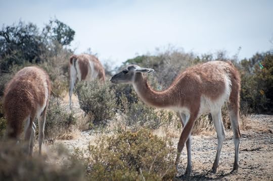 Guanacos, Punta Tombo, Argentina