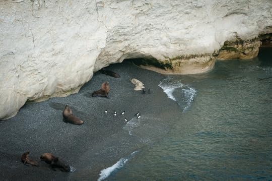 Sea lions, Punta Loma, Argentina