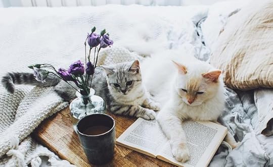 20 Books And Cats Photography - Meowlogy