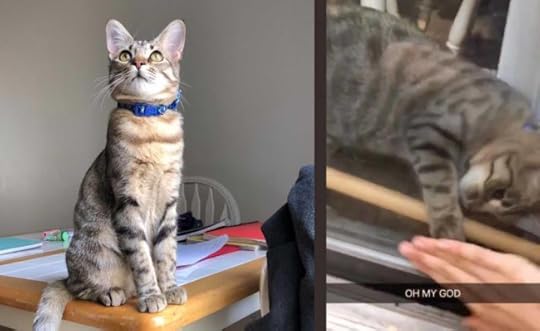 Boko-the-Rescue-Cat