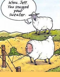 sheep cartoon