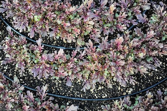 Drip Irrigation_Ruby Streaks Mustards_Container Gardening_Seattle Urban Farm Co..jpg