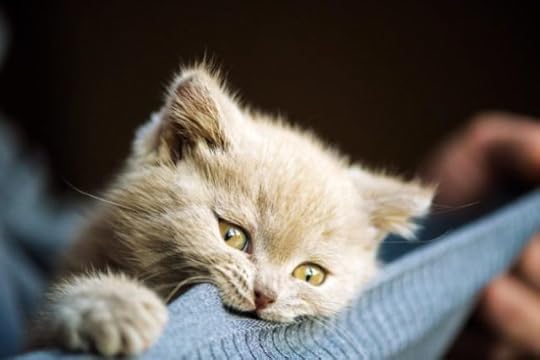 pica-cat-wool-sucking