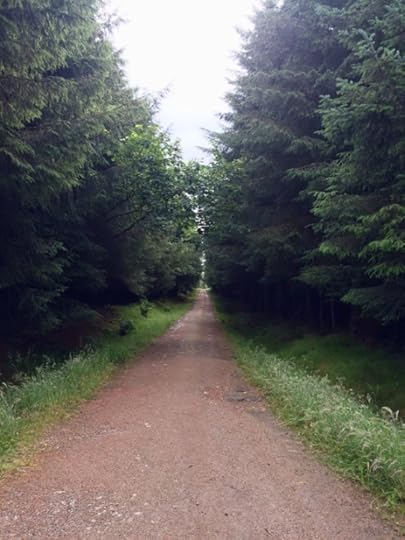 Lenabo woods near Longside