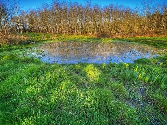 A pond in Ballyshane, County Cork, Ireland is accessible to all virtual travelers as technology helps people stay connected across the miles during a time of necessary social distancing and self-isolation. (Image © by Joyce McGreevy)