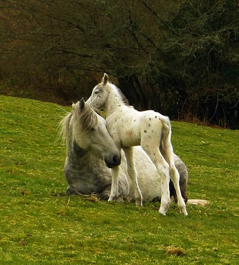 Foal 1