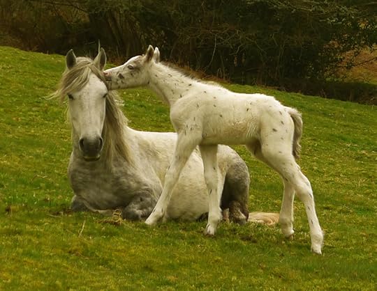 Foal 3