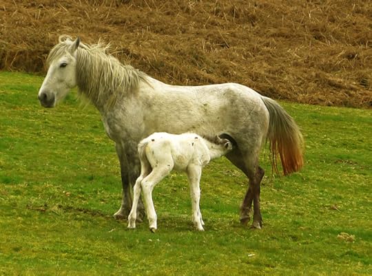 Foal 6