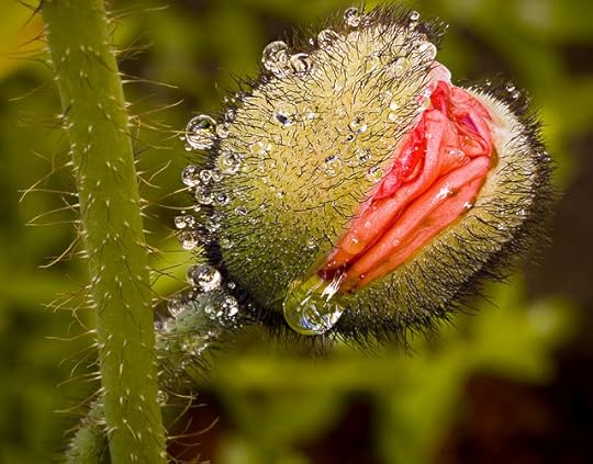 Wet Poppy Bud © Harold Davis