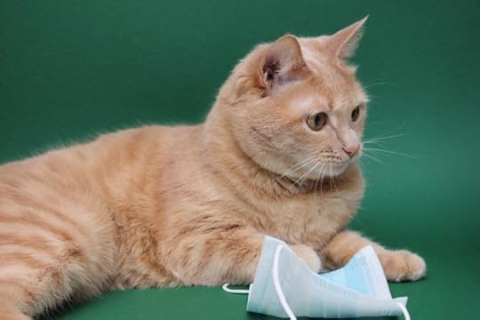 cat-coronavirus-covid-19