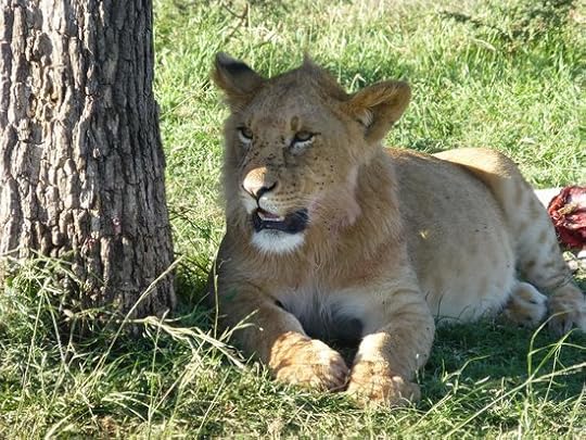 2 year old male lion cub - Picture of Encounter Mara, Asilia ...