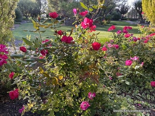 red roses in Gage Gardens at Gage Hotel in Marathon, Texas