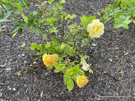 yellow roses in Gage Gardens at Gage Hotel in Marathon, Texas