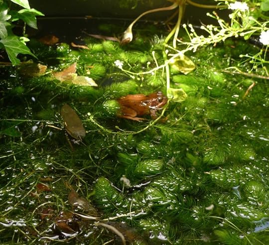 The Frog Prince in my pond