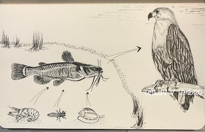 ink sketch of food chain of African fish eagle on Moleskine paper, Linzé Brandon is the artist