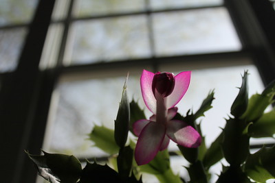 Christmas cactus on eve of Palm Sunday