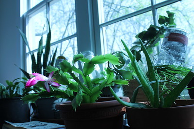 Christmas cactus on eve of Palm Sunday