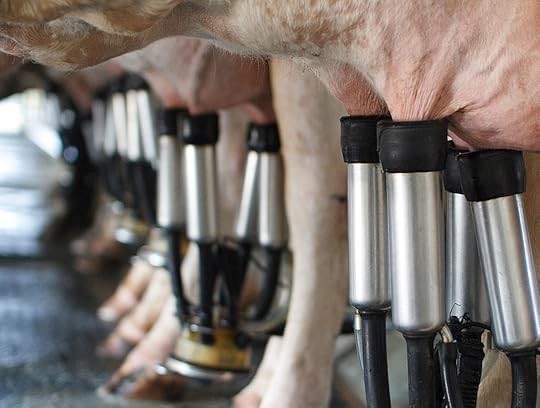 merilin-taimre-paljas-porgand-blogi-taimne-lehma-piim-tervislik-kasulik-kahjulik-pankook-gluteeni-suhkru-jahu-rasva-vaba-retsept-valgu-rikas-vegan