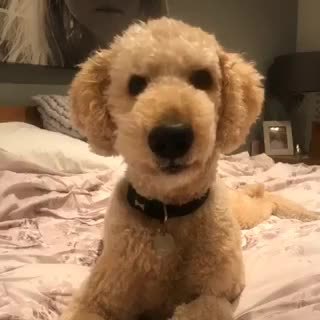 9fc0b5bdc17e8fd66659cfcc5e6d2dbe