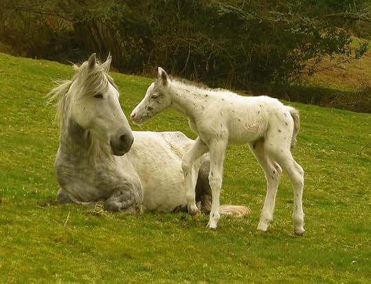 Mother and foal