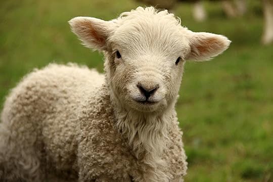 Spring lamb, Chagford<br />Photo by Helen Mason