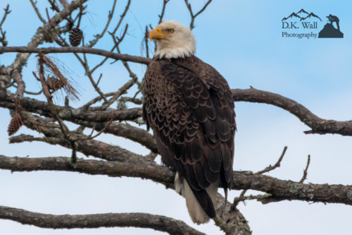 Bald eagle resting in a tree