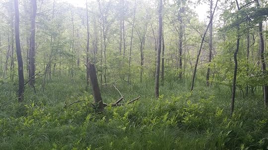 Michigan+Forest.jpg