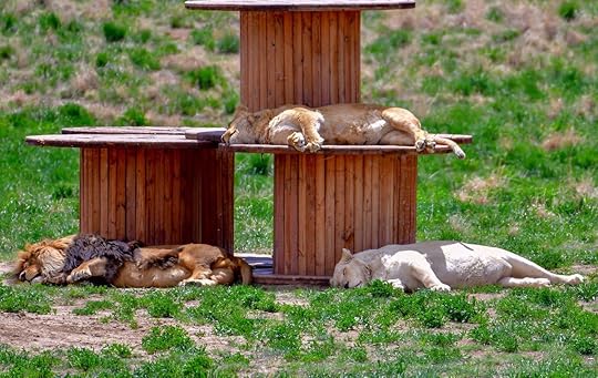Wild Animal Sanctuary Lions