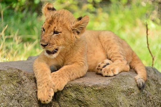 Young lion cub in the wild