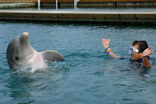 dolphin