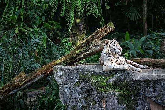 white tiger