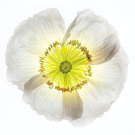 White Papaver Nudicaule © Harold Davis