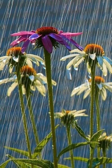 flowersgardenlove: . Beautiful gorgeous pretty flowers The rain won&#8217;t bring us down. It will allow us to grow. Bring on the rain.