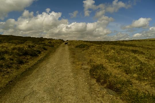 Dartmoor 4