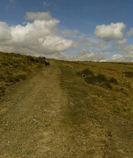 Dartmoor 6
