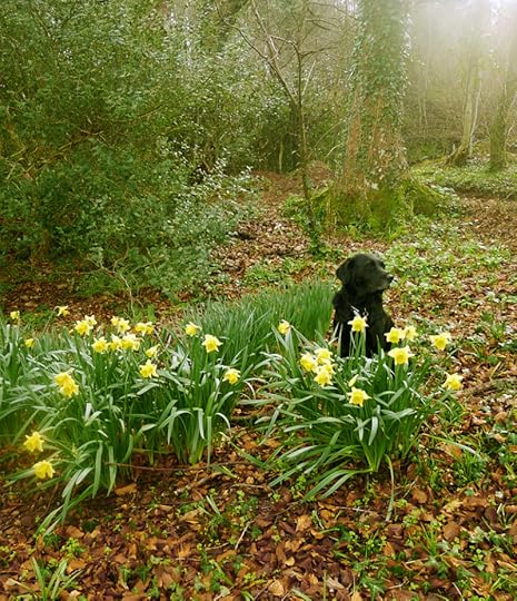 Wild daffodils in Nattadon Woods