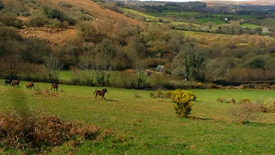 Wild Dartmoor ponies