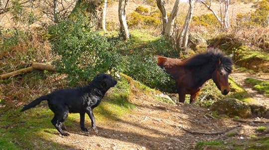 Surprise pony encounter