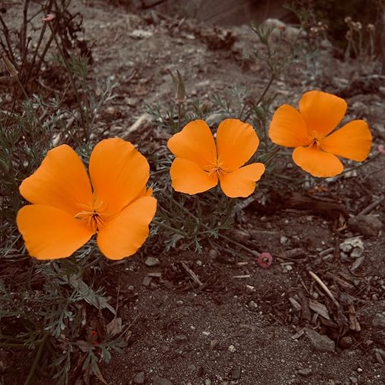 California Poppy
